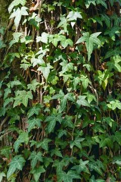 Ivy wraps around a tree trunk. Green natural background. Stock Photos