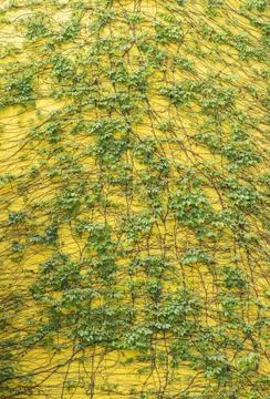 Ivy on a yellow background. Stock Photos