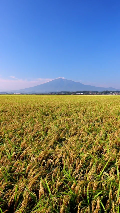 Iwakiyama and Rice Fields Video stock 332298012