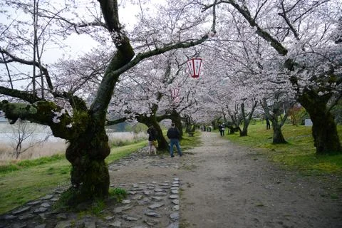 Iwakuni sakura Stock Photos