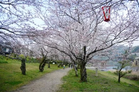 Iwakuni sakura Stock Photos