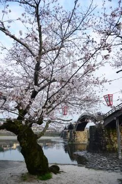 Iwakuni sakura Stock Photos