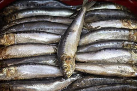 Iwashi herring Stock Photos