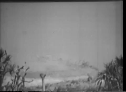 IWO JIMA - 1945: Bare shrub on Iwo Jima battlefield Stock-Footage 342981385