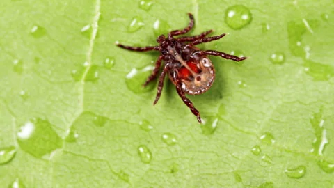 Ixodes ricinus. Dangerous encephalitis parasite tick in the wild. Vidéo 164838025