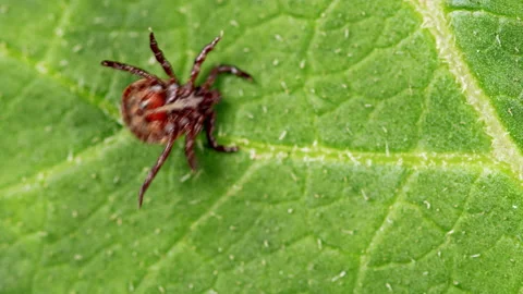 Ixodes ricinus. Dangerous encephalitis parasite tick in the wild. 스톡 동영상 165505047