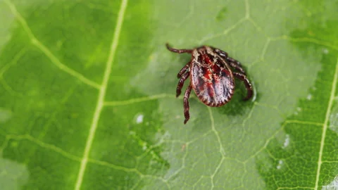 Ixodes ricinus. Dangerous encephalitis parasite tick in the wild. 스톡 동영상 165544335