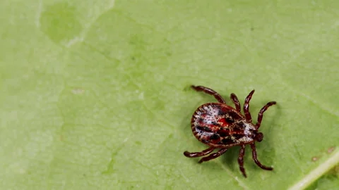 Ixodes ricinus. Dangerous encephalitis parasite tick in the wild. Vidéo 165544401