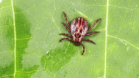 Ixodes ricinus. Dangerous encephalitis parasite tick in the wild. Vídeos de archivo 165544433