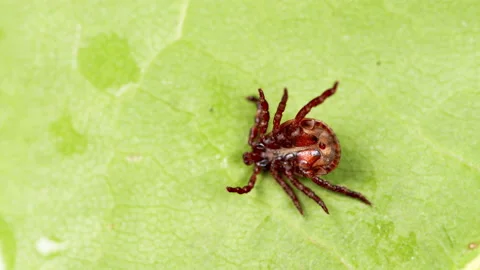 Ixodes ricinus. Dangerous encephalitis parasite tick in the wild. Video stock 165727885
