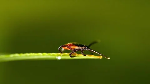 Ixodes ricinus tick climbing on green grass blade Stock Footage 340793013