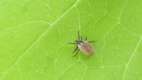 Ixodes scapularis tick Macro. Bloated parasite drunk on blood, Dangerous inse Video stock 152733719