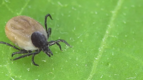 Ixodes scapularis tick Macro. Bloated parasite drunk on blood, Dangerous inse Stock Footage 152774671