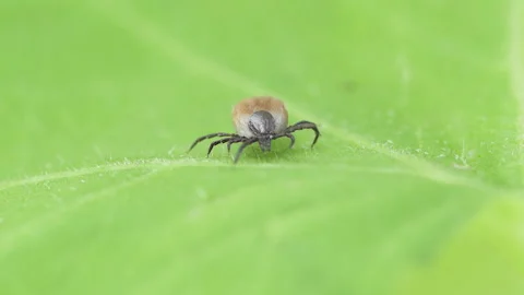 Ixodes scapularis tick Macro. Bloated parasite drunk on blood, Dangerous inse Video stock 152800030