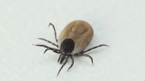 Ixodes scapularis Tick Macro. Bloated parasite drunk on blood, Dangerous inse 스톡 동영상 157557091