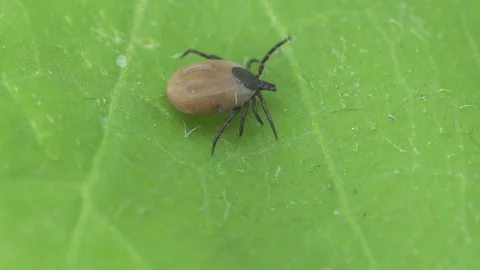 Ixodes scapularis tick Macro. Bloated parasite drunk on blood, Dangerous inse 스톡 동영상 160872930