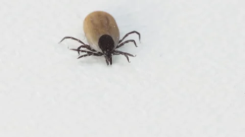 Ixodes scapularis Tick Macro. Bloated parasite drunk on blood, Dangerous inse 스톡 동영상 203846514