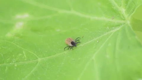 Ixodes scapularis tick Macro. Bloated parasite drunk on blood, Dangerous inse Stockbeeldmateriaal 205169943
