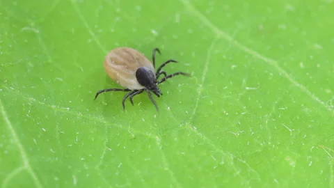 Ixodes scapularis tick Macro. Bloated parasite drunk on blood, Dangerous inse Stockbeeldmateriaal 205416659