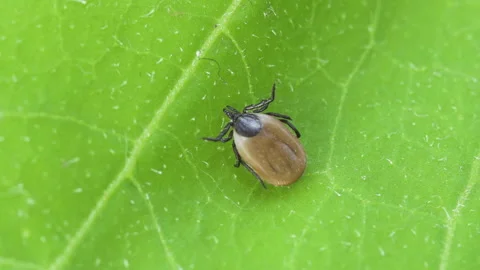 Ixodes scapularis tick Macro. Bloated parasite drunk on blood, Dangerous inse Stockbeeldmateriaal 209324769