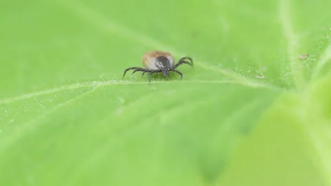 Ixodes scapularis tick Macro. Bloated parasite drunk on blood, Dangerous in.. Stockbeeldmateriaal 227387046