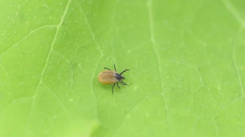 Ixodes scapularis tick Macro. Bloated parasite drunk on blood, Dangerous in.. Stock Footage 249263811