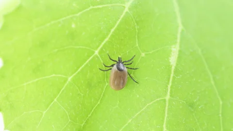 Ixodes scapularis tick Macro. Bloated parasite drunk on blood, Dangerous in.. Video stock 249263842