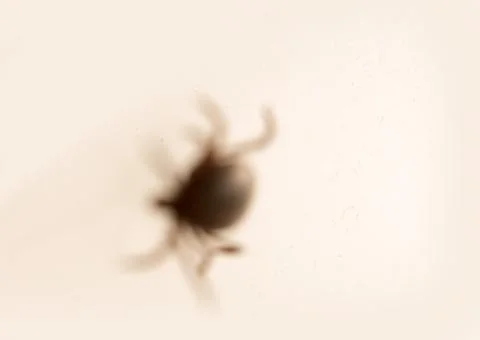 Ixodes tick isolated Stock Photos