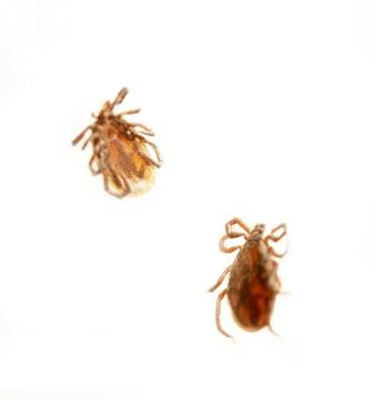 Ixodes tick isolated Stock Photos