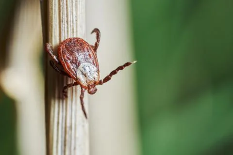 Ixodic tick crawling down a blade of a dry grass. Macro photography. Photos