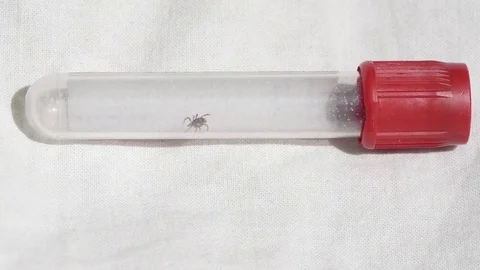 Ixodid mite crawls in vitro Stock Footage 75894837