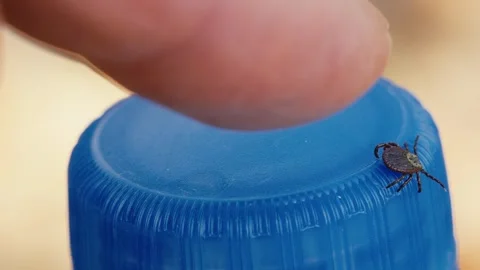 Ixodid Tick Crawling on Bottle in Forest with Human Finger Approaching Stock Footage 316294783