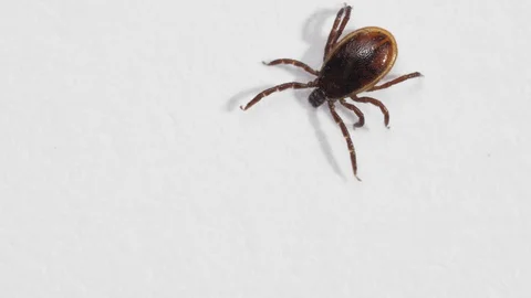 Ixodid tick crawls on a white background Video stock 129957789