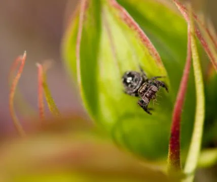 Ixodid tick Stock Photos