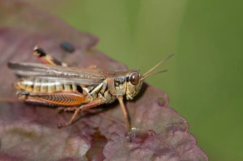 Ixodid tick Stockfoto's