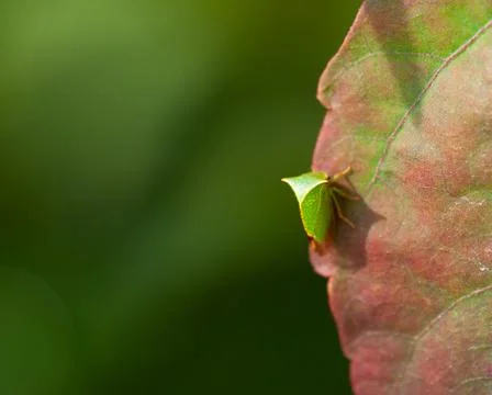 Ixodid tick Stock Photos