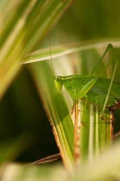 Ixodid tick Stock Photos