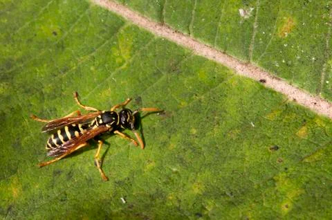 Ixodid tick Stock Photos