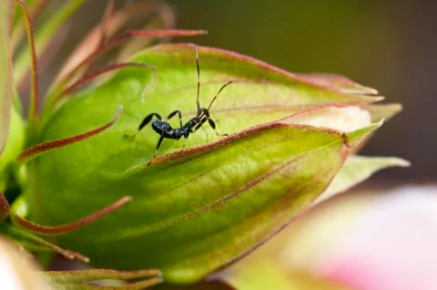 Ixodid tick Stock Photos