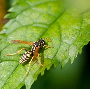 Ixodid tick Stock Photos