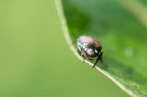 Ixodid tick Stock Photos