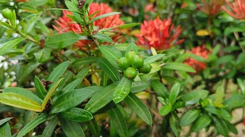 Ixora bunga soka 2 Stock Photos
