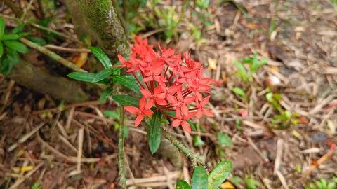 Ixora bunga soka 4 Stock Photos