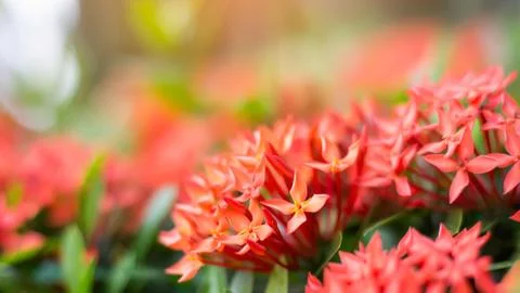 Ixora casei Stock Photos