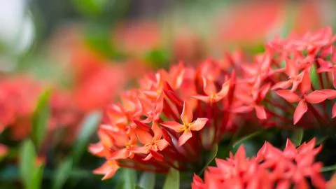 Ixora casei Stock Photos