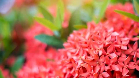 Ixora casei Stock Photos