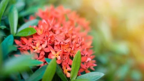 Ixora casei Stock Photos