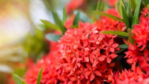 Ixora casei Stock Photos