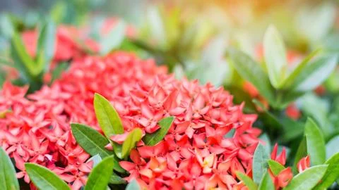 Ixora casei Stock Photos