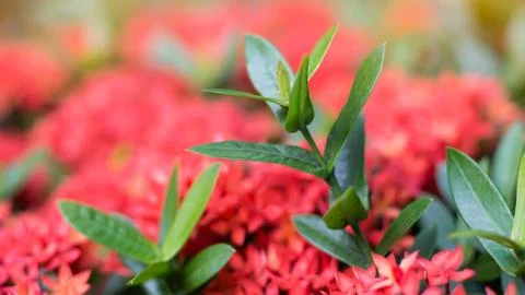 Ixora casei Foto stock